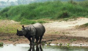 Chitwan National Park Jungle Safari