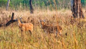 ⁠Bardiya National Park Jungle Safari