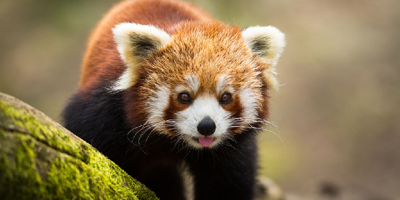 wildlife