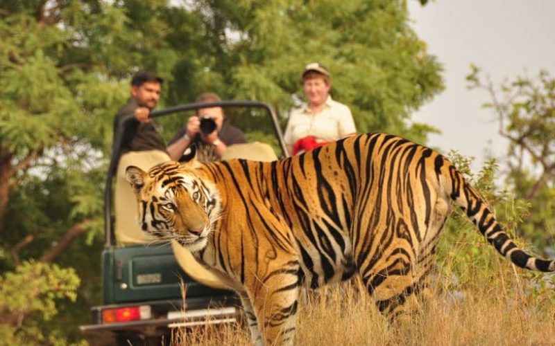 20230505125122image-3nights-chitwan-tour-990×490-1 20230505125122image-3nights-chitwan-tour-990x490-1