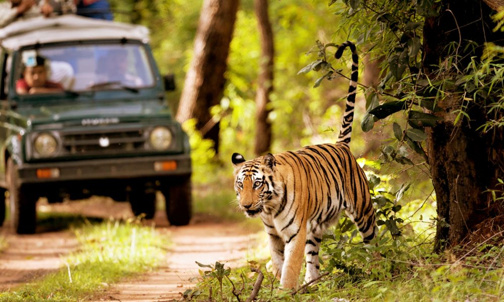 Chitwan National Park Jungle Safari 1