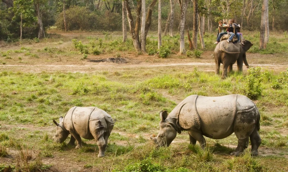 Chitwan National Park Jungle Safari