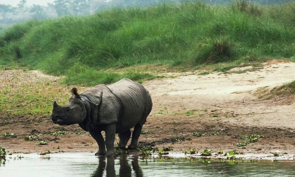 chitwan